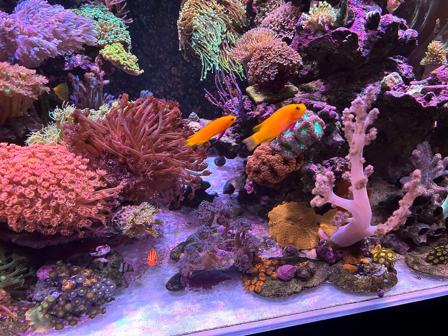 Coral reef