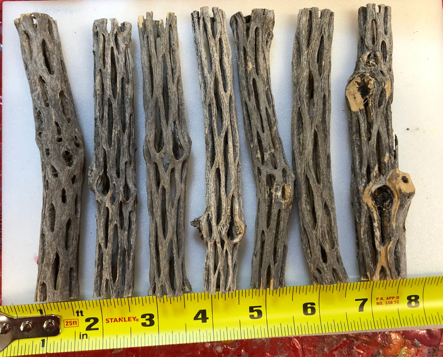 Cholla cactus